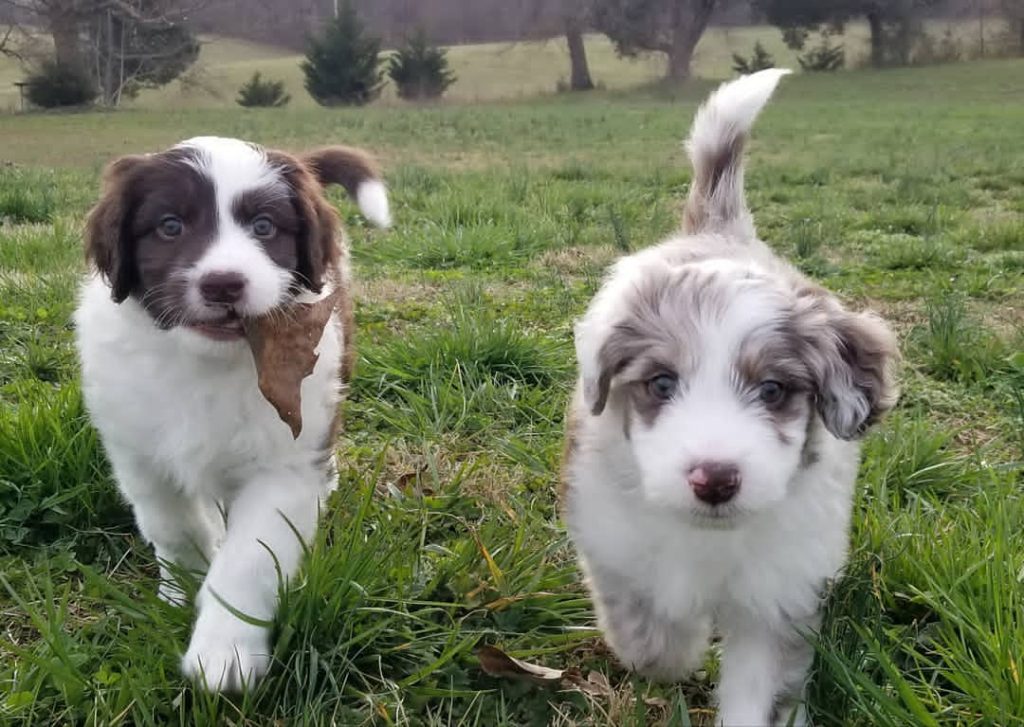 Mini Aussiedoodle For Sale in New Castle