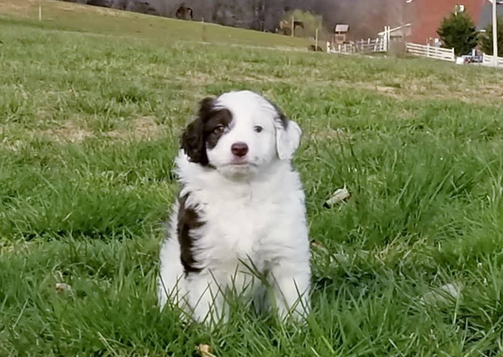 Mini Aussiedoodle For Sale in Peachtree Corners