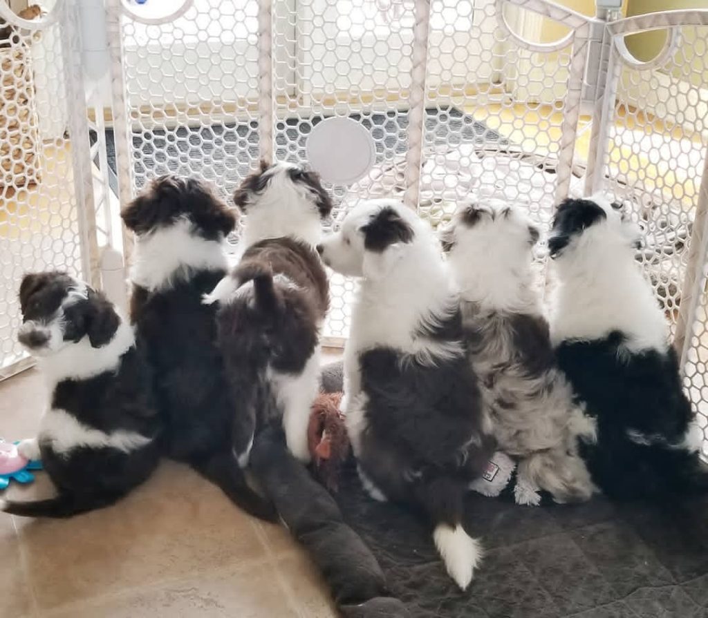 Mini Aussiedoodle For Sale in Hot Springs