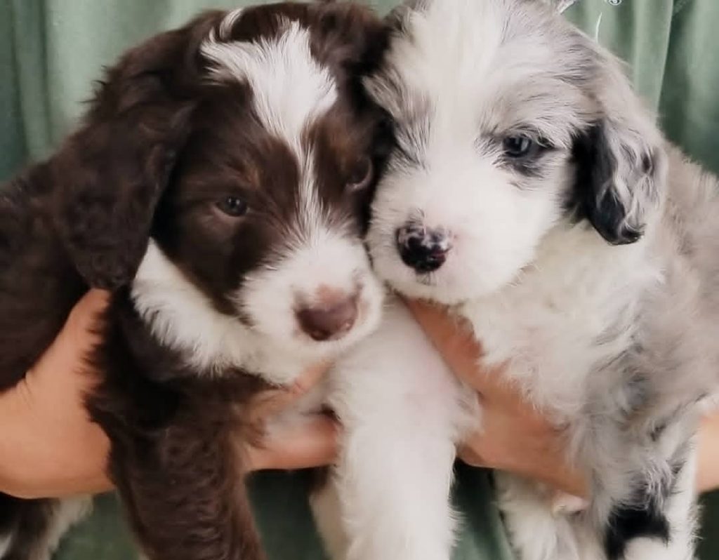 Mini Aussiedoodle For Sale in Box Elder