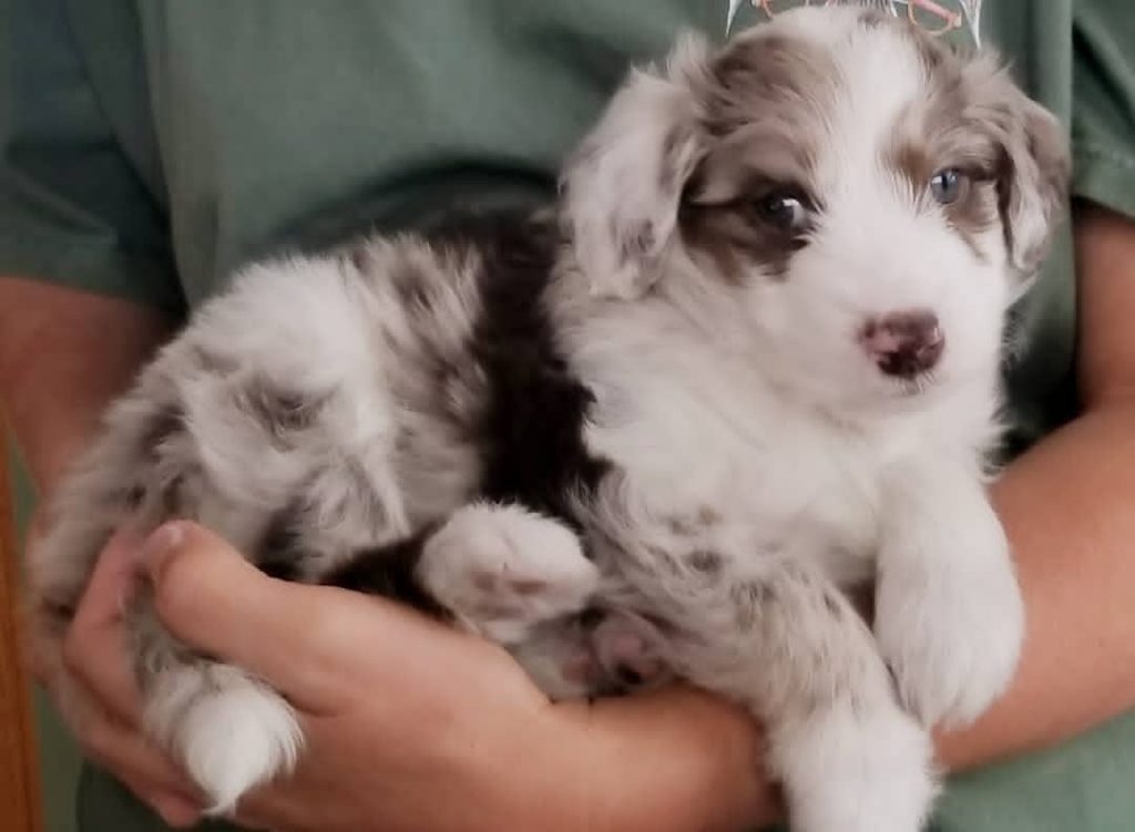 Toy Aussiedoodle Puppies For Sale in Jackson