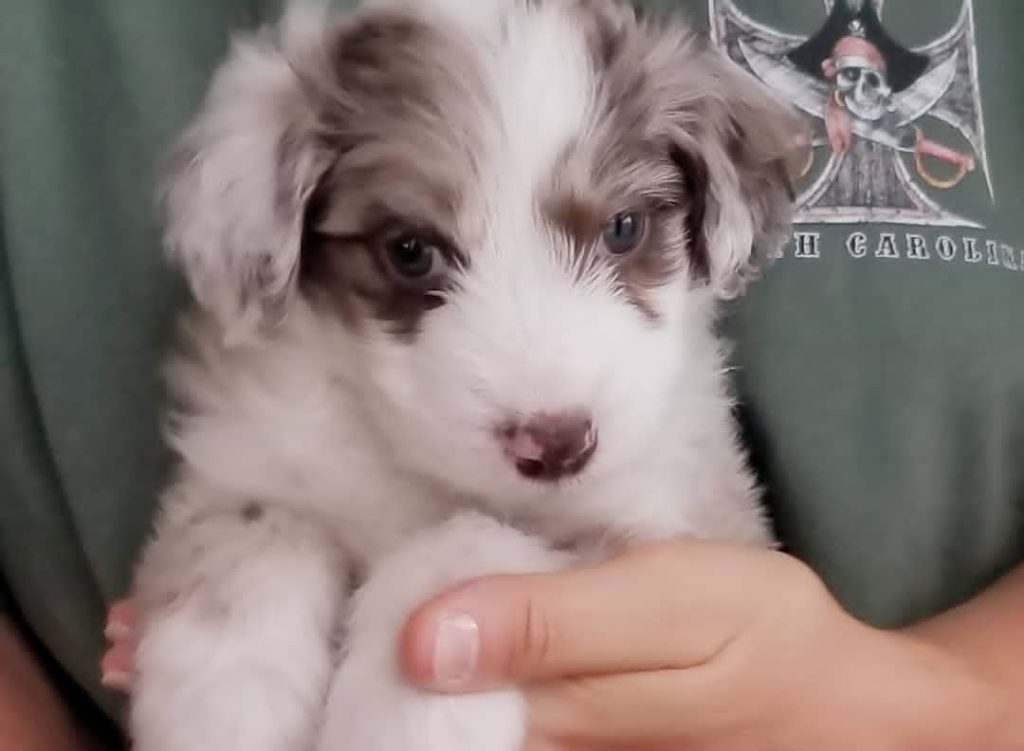 Toy Aussiedoodle Puppies For Sale in Cheyenne