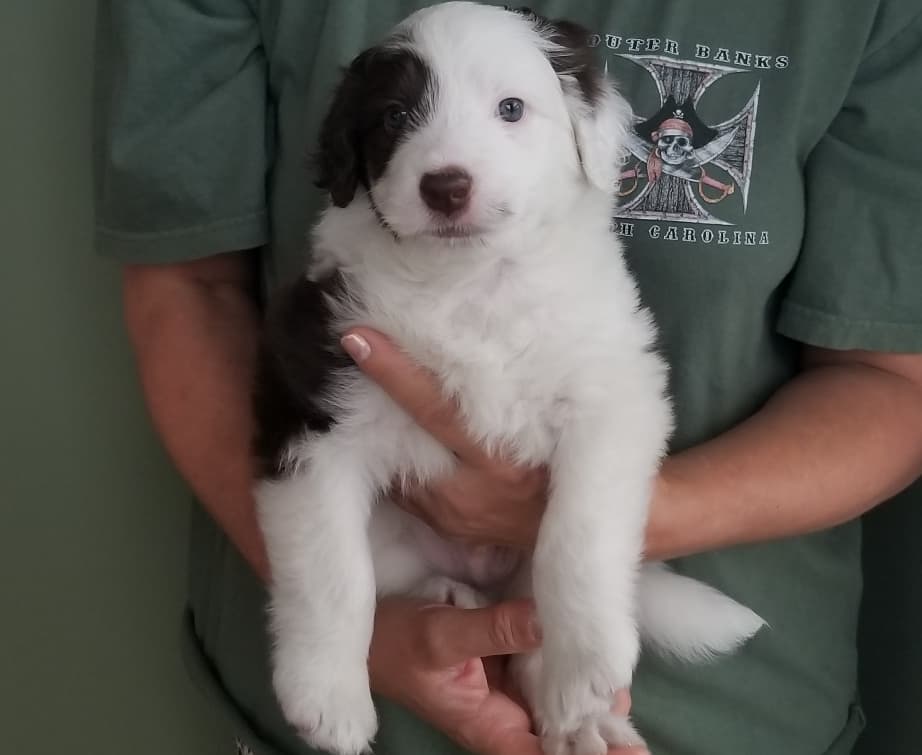 Toy Aussiedoodle Puppies For Sale in Asheville