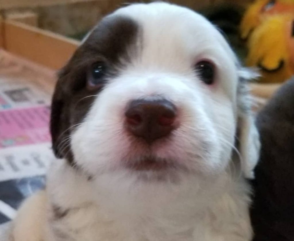 Toy Aussiedoodle Puppies For Sale in Lander