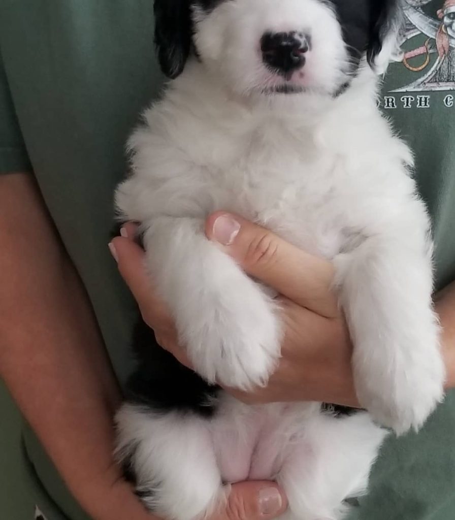 Toy Aussiedoodle Puppies For Sale in Evanston