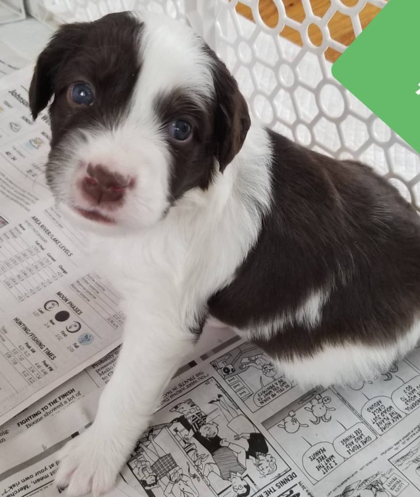 Toy Aussiedoodle Puppies For Sale in Livonia