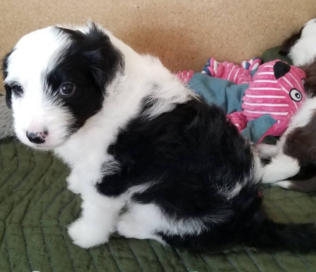 Mini Aussiedoodle For Sale in East Point