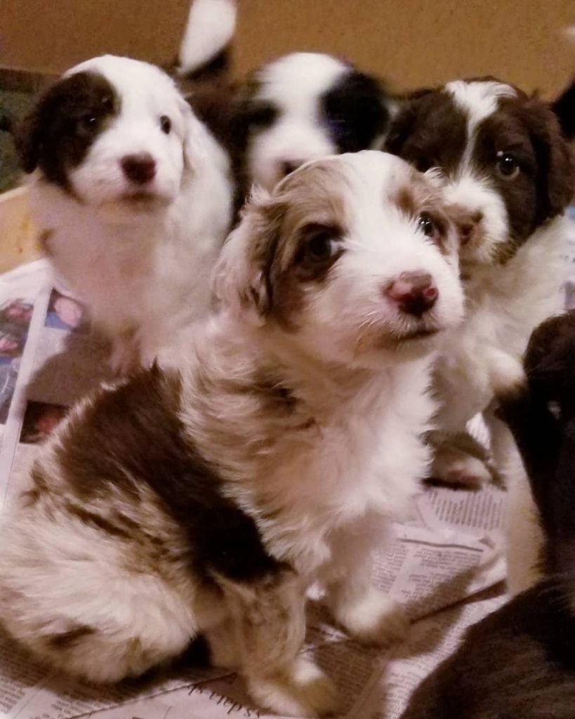f1 aussiedoodle hypoallergenic