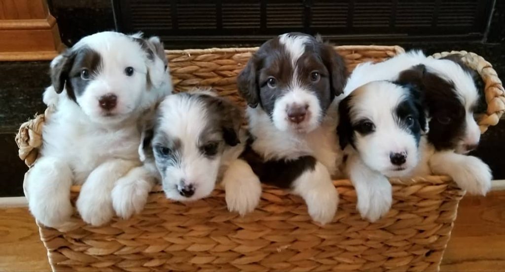 Mini Aussiedoodle For Sale in Eden Prairie