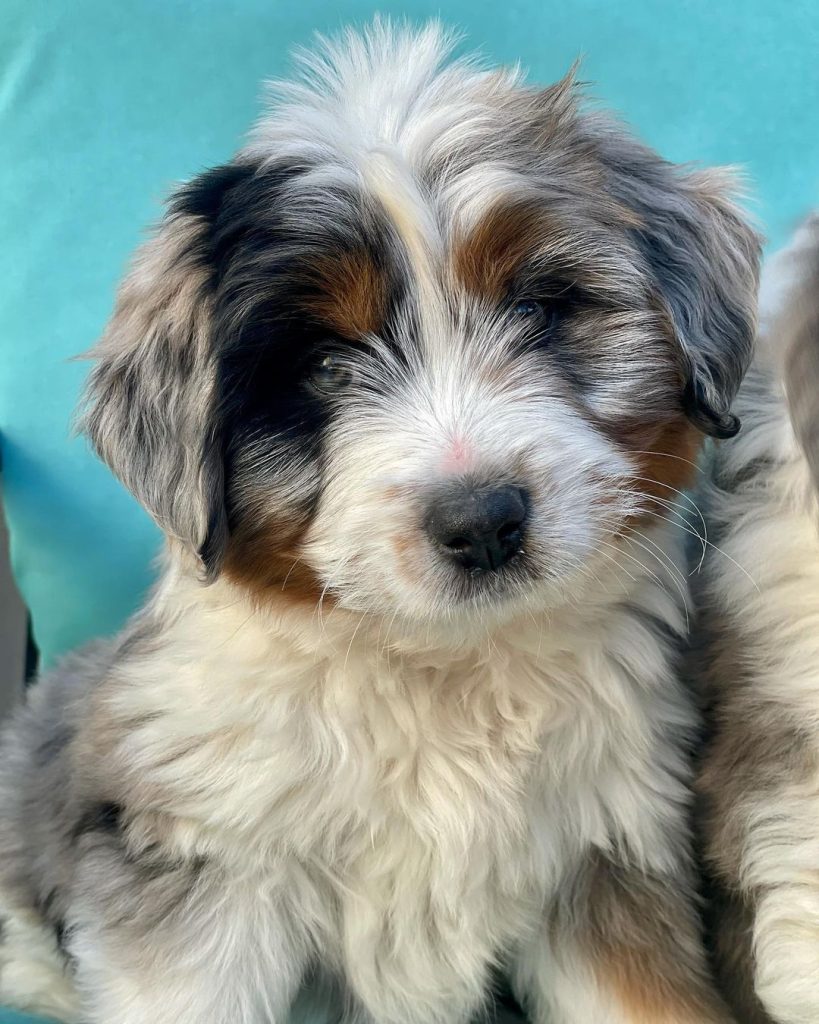 mini blue merle aussie puppies for sale