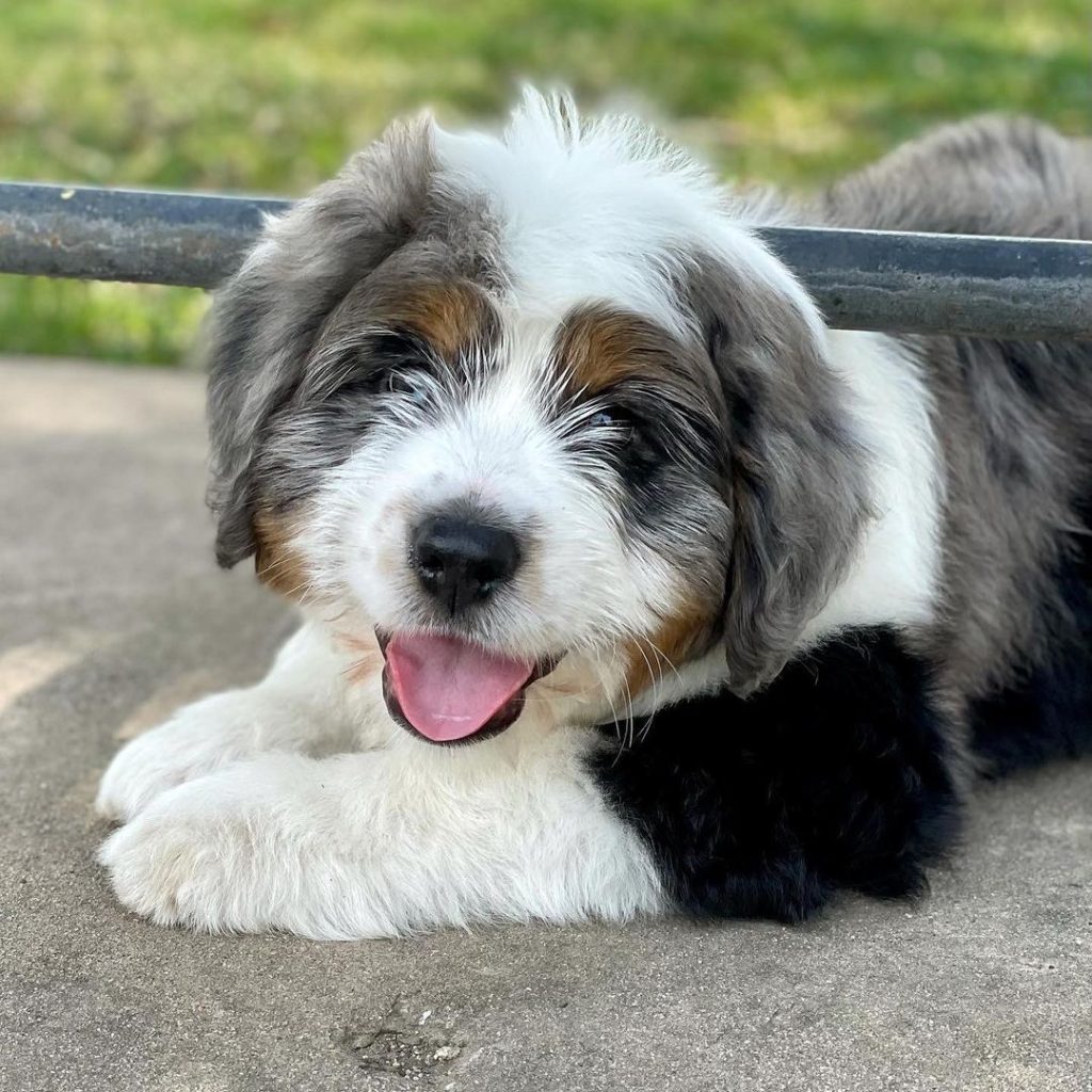 Mini Aussiedoodle For Sale in Casas Adobes