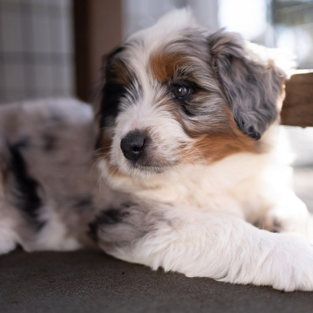 Mini Aussiedoodle For Sale in East Greenwich