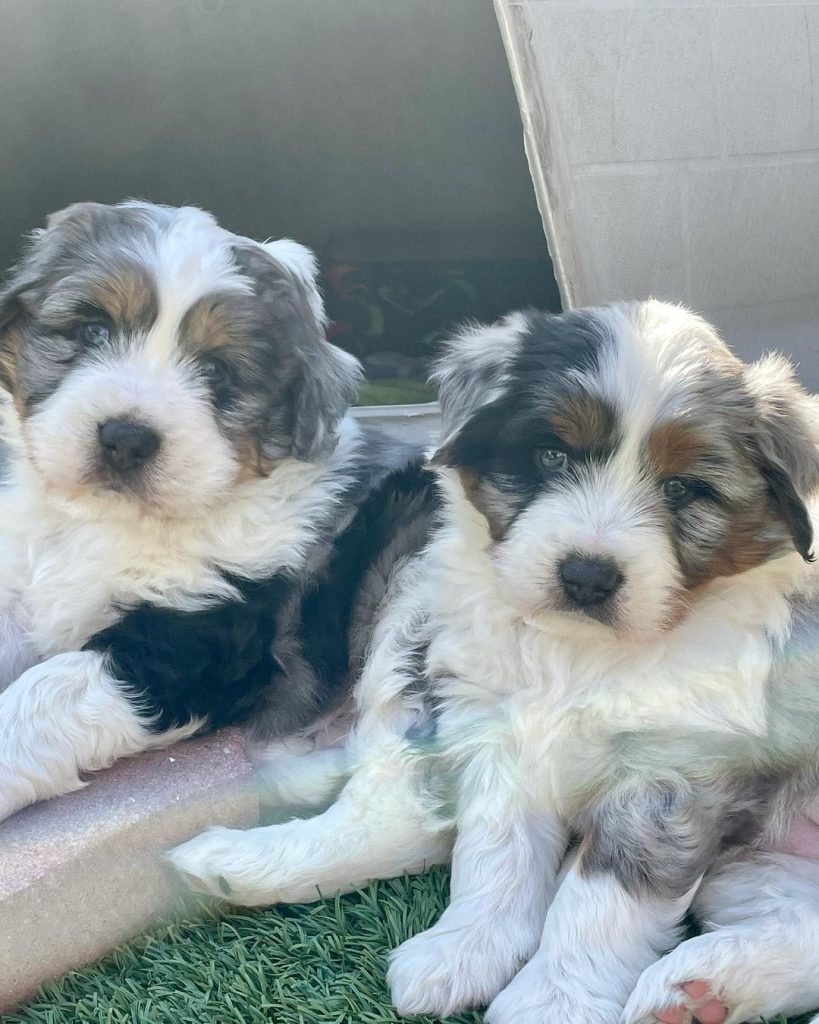 Mini Aussiedoodle For Sale in Moss Point