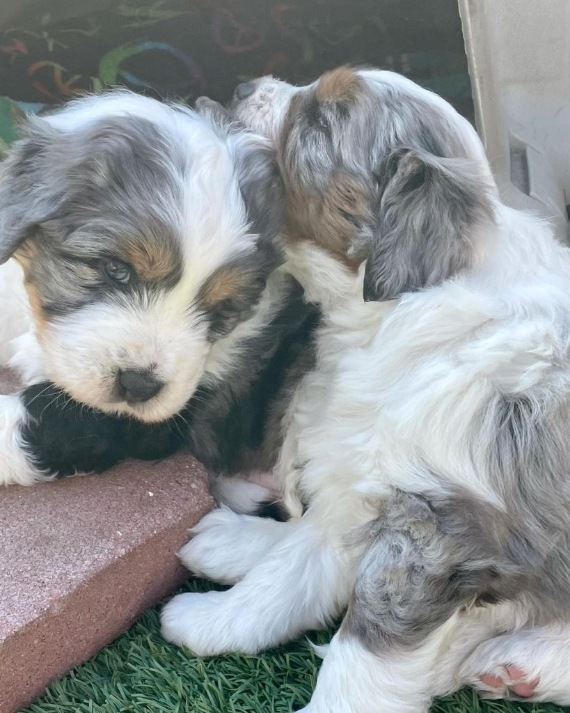 Mini Aussiedoodle For Sale in Drexel Heights