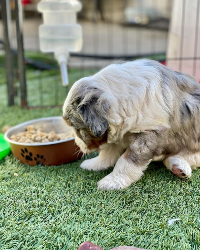 Mini Aussiedoodle For Sale in Prairie Grove
