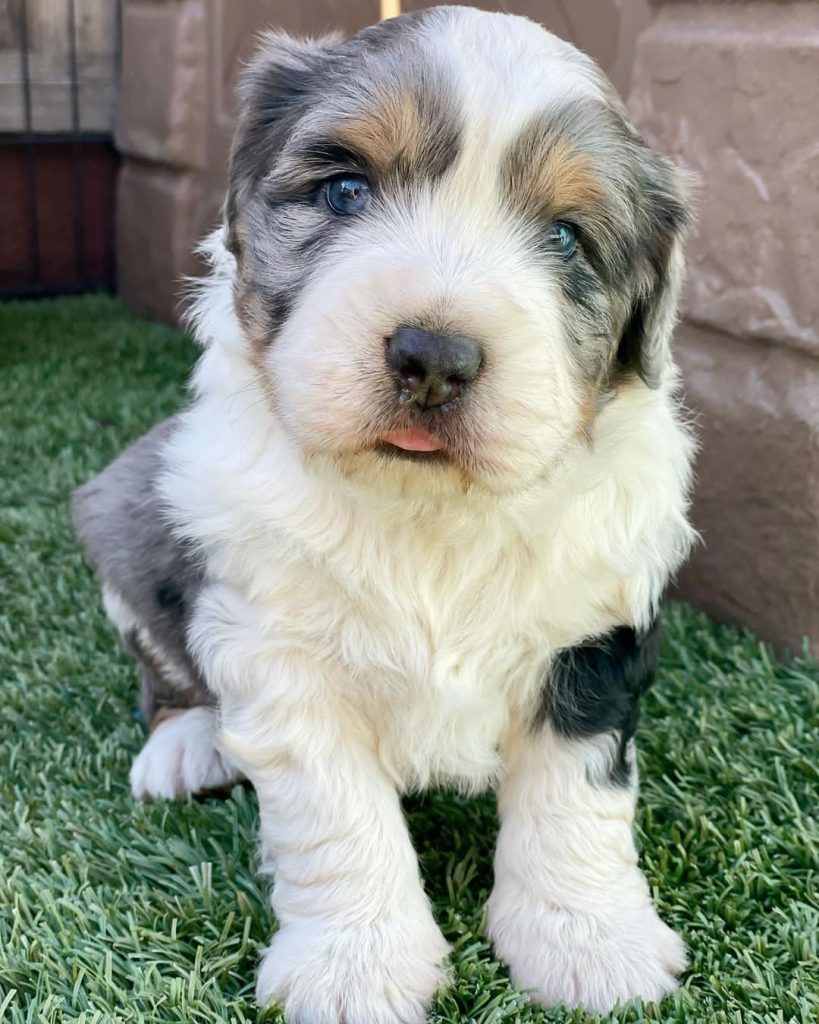 Mini Aussiedoodle For Sale in Round Rock