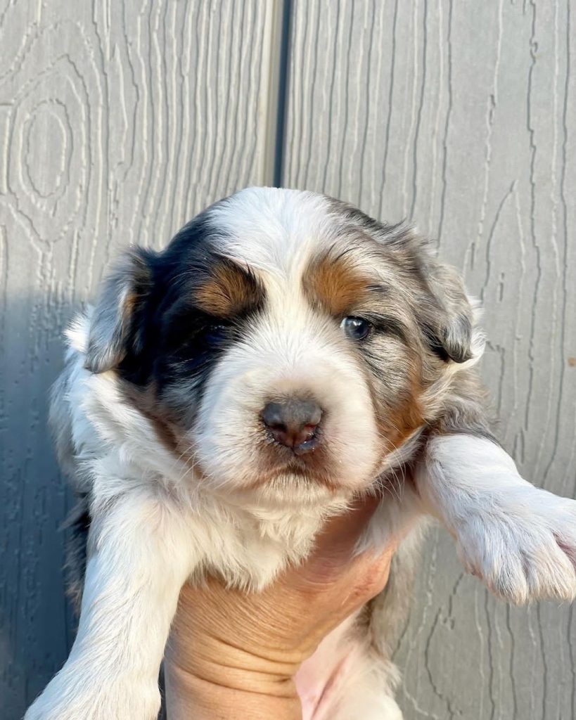 Mini Aussiedoodle For Sale in Kalamazoo city