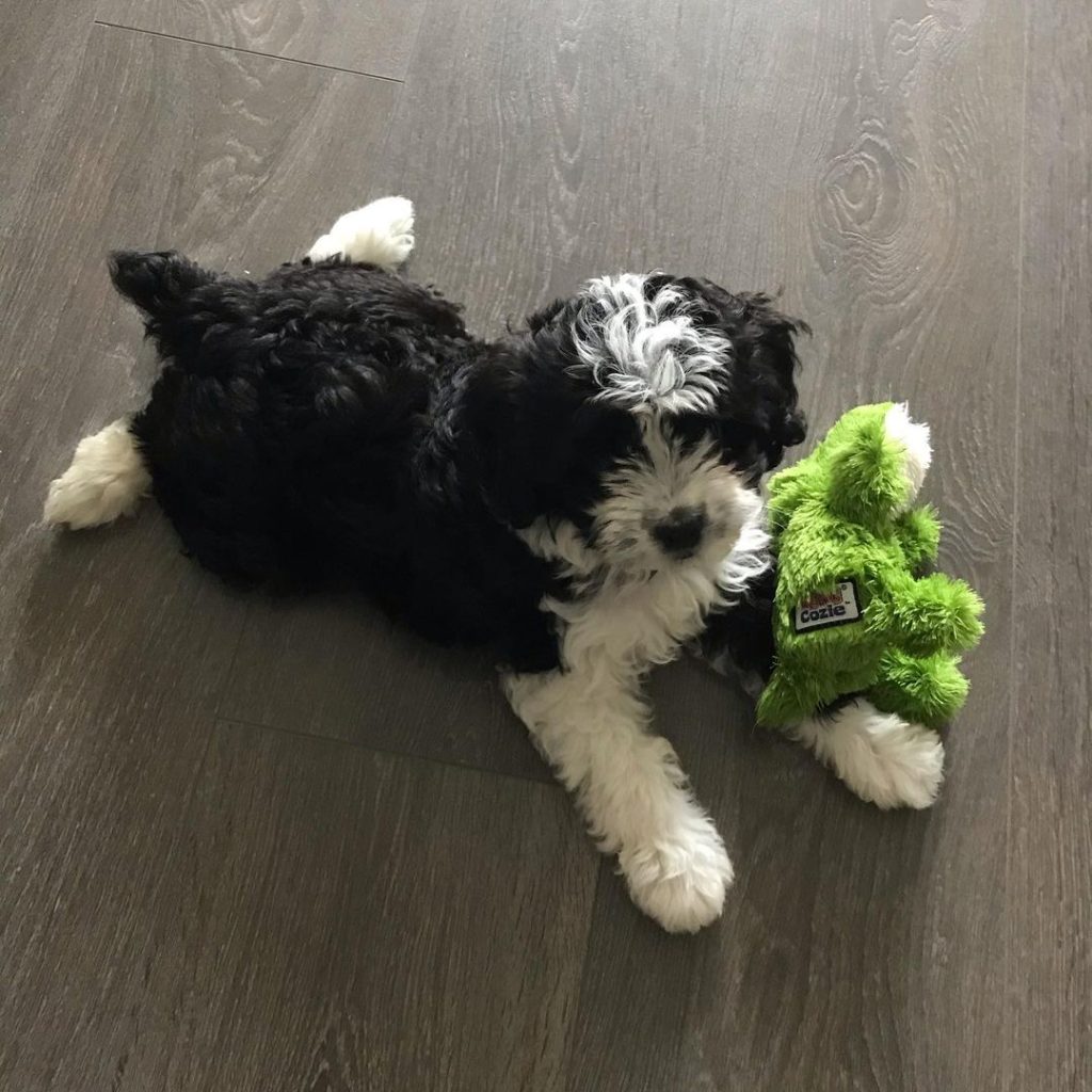 Mini Aussiedoodle For Sale in Mountain Brook