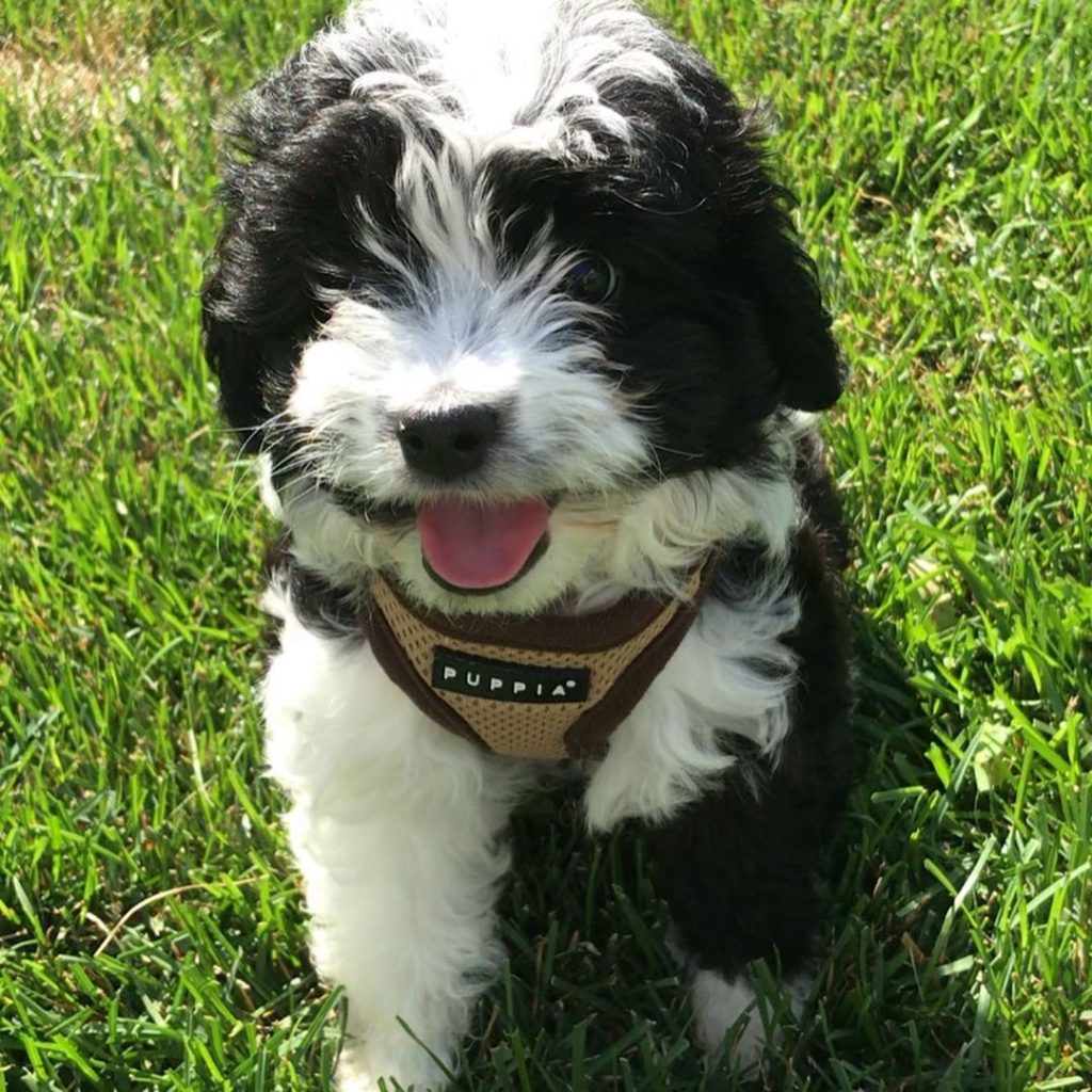 Mini Aussiedoodle For Sale in Phenix City