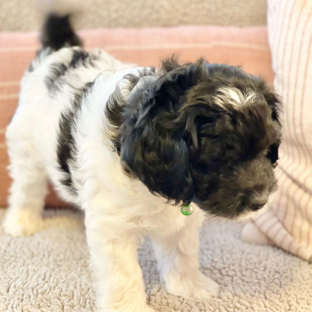 Mini Aussiedoodle For Sale in Little Rock