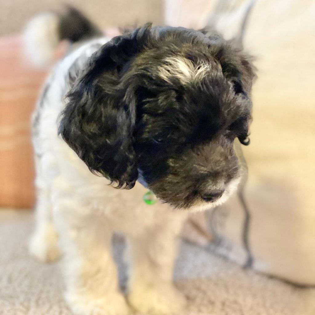 Mini Aussiedoodle For Sale in Vestavia Hills