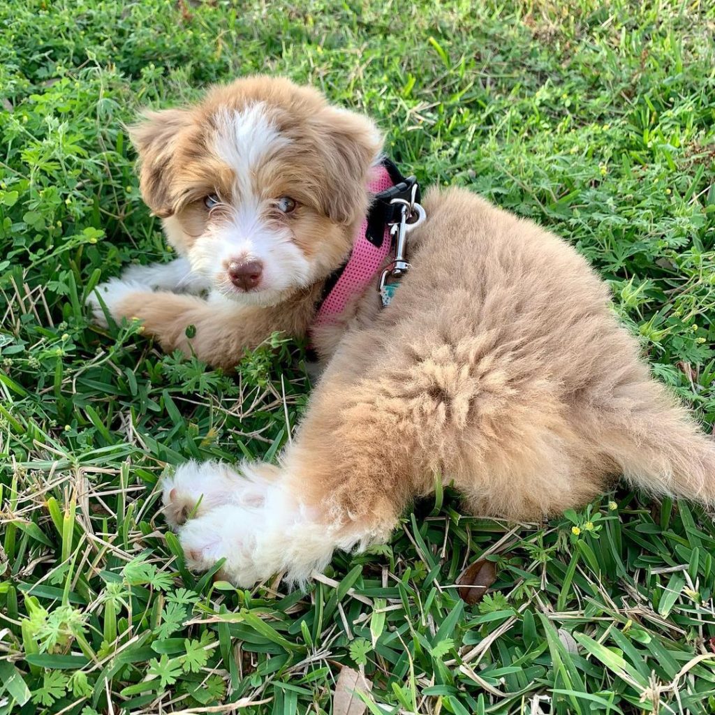Mini Aussiedoodle For Sale in El Dorado