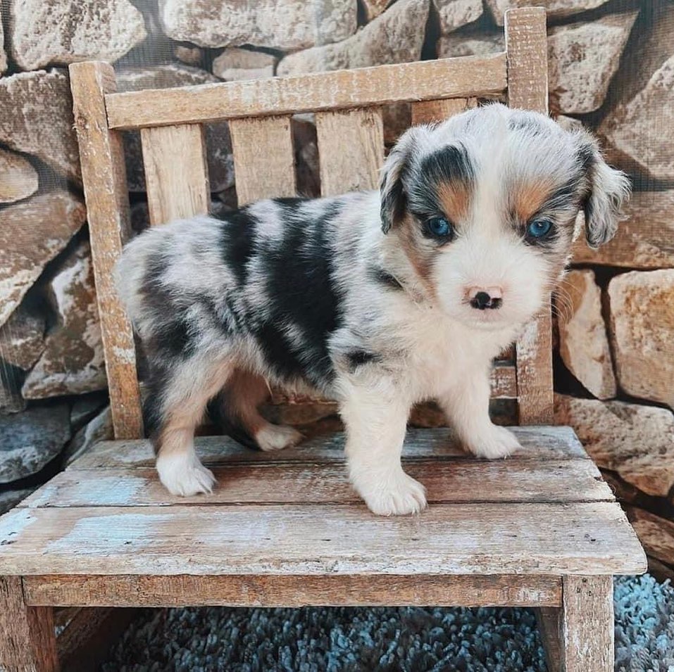 Mini Aussiedoodle For Sale in El Paso
