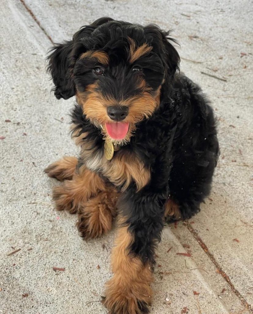 Toy Aussiedoodle Puppies For Sale in Newark