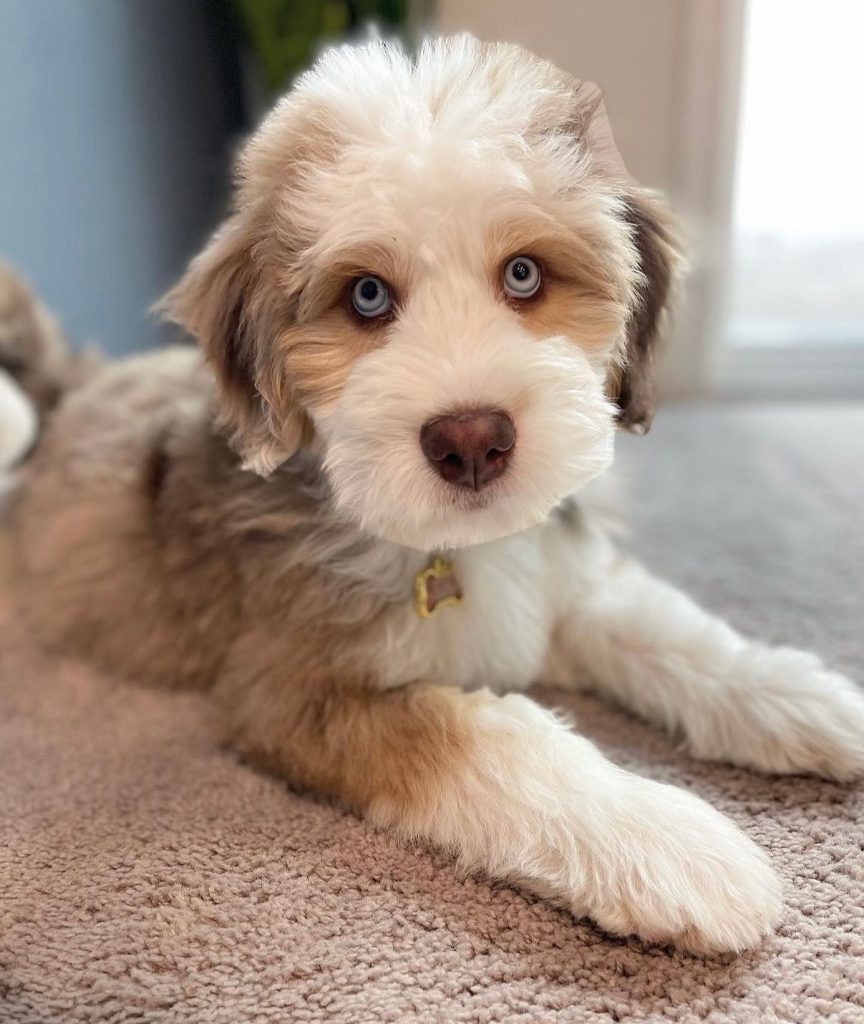 Toy Aussiedoodle Puppies for sale near Alabama