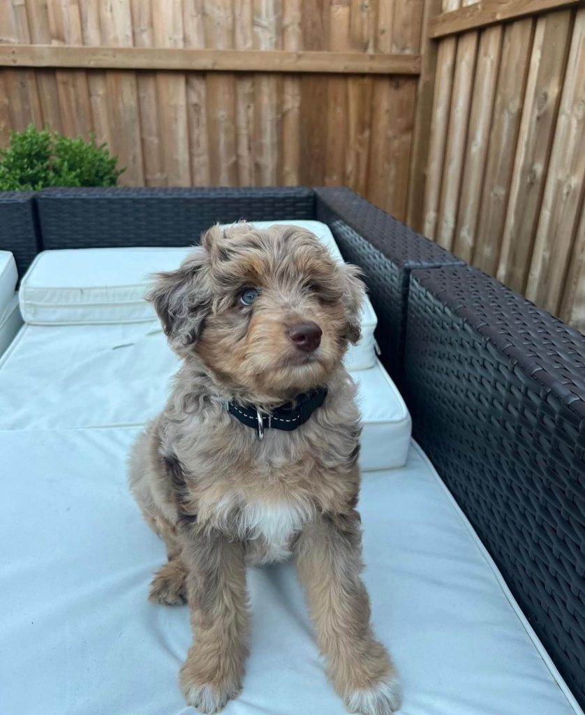 Toy Aussiedoodle Puppies For Sale in Atlanta