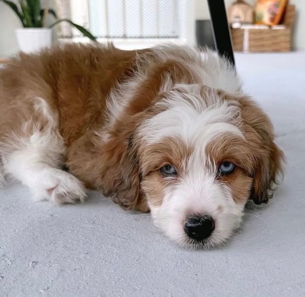 Toy Aussiedoodle Puppies For Sale in Columbus