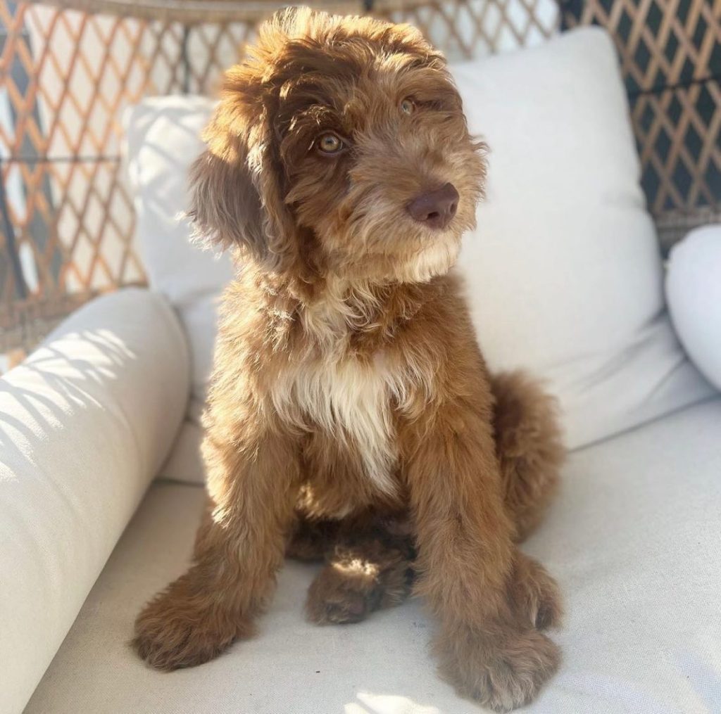 Toy Aussiedoodle Puppies For Sale in Roswell