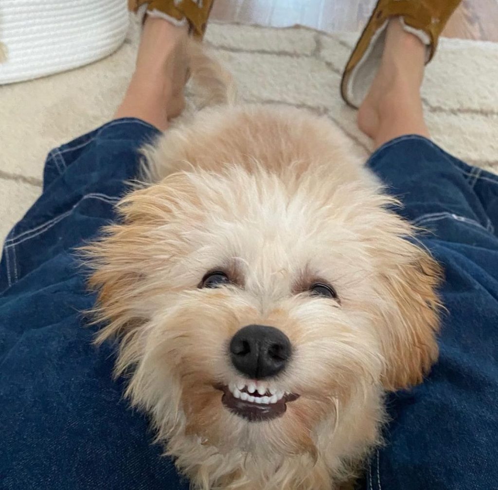 Toy Aussiedoodle Puppies For Sale in Albany