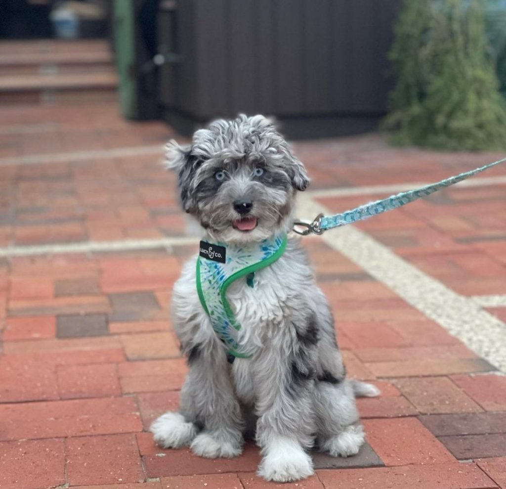 Toy Aussiedoodle Puppies For Sale in Raleigh