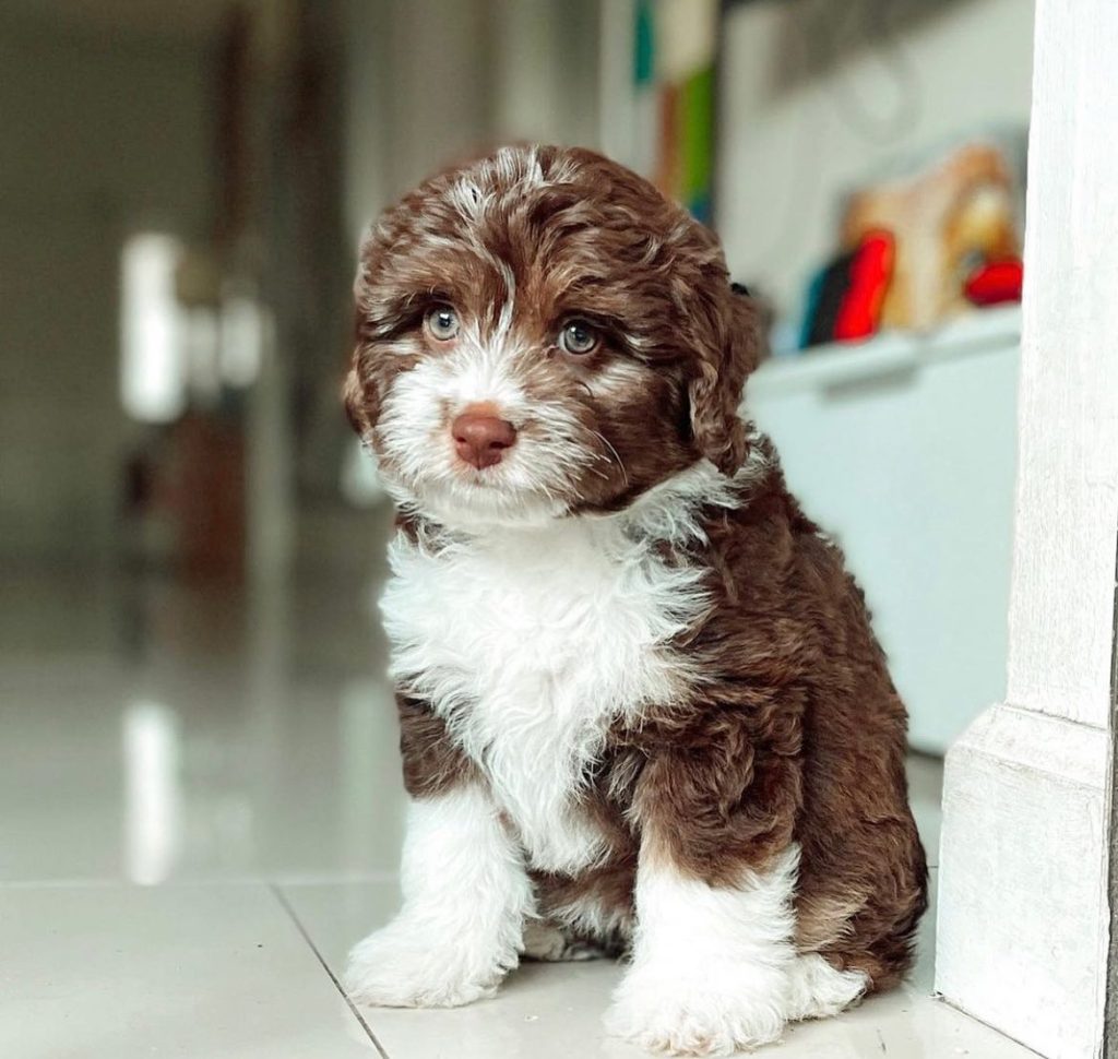 Toy Aussiedoodle Puppies For Sale in Cincinnati