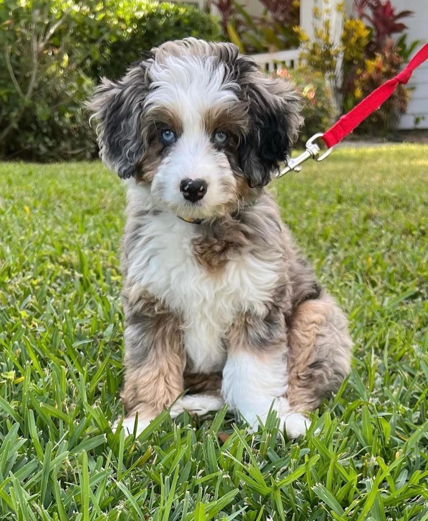 Toy Aussiedoodle Puppies For Sale in Akron
