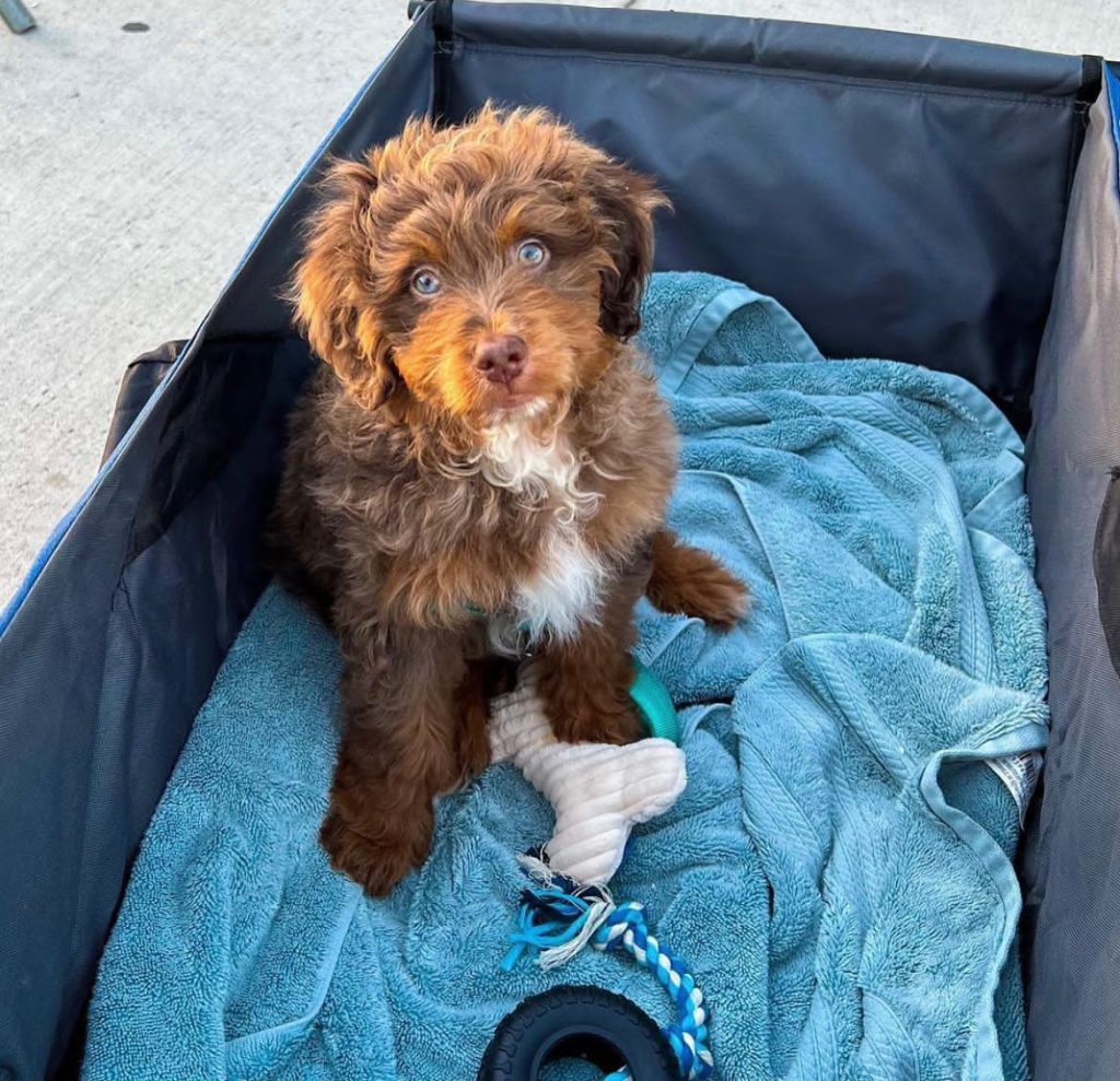 Toy Aussiedoodle Puppies For Sale in Toledo