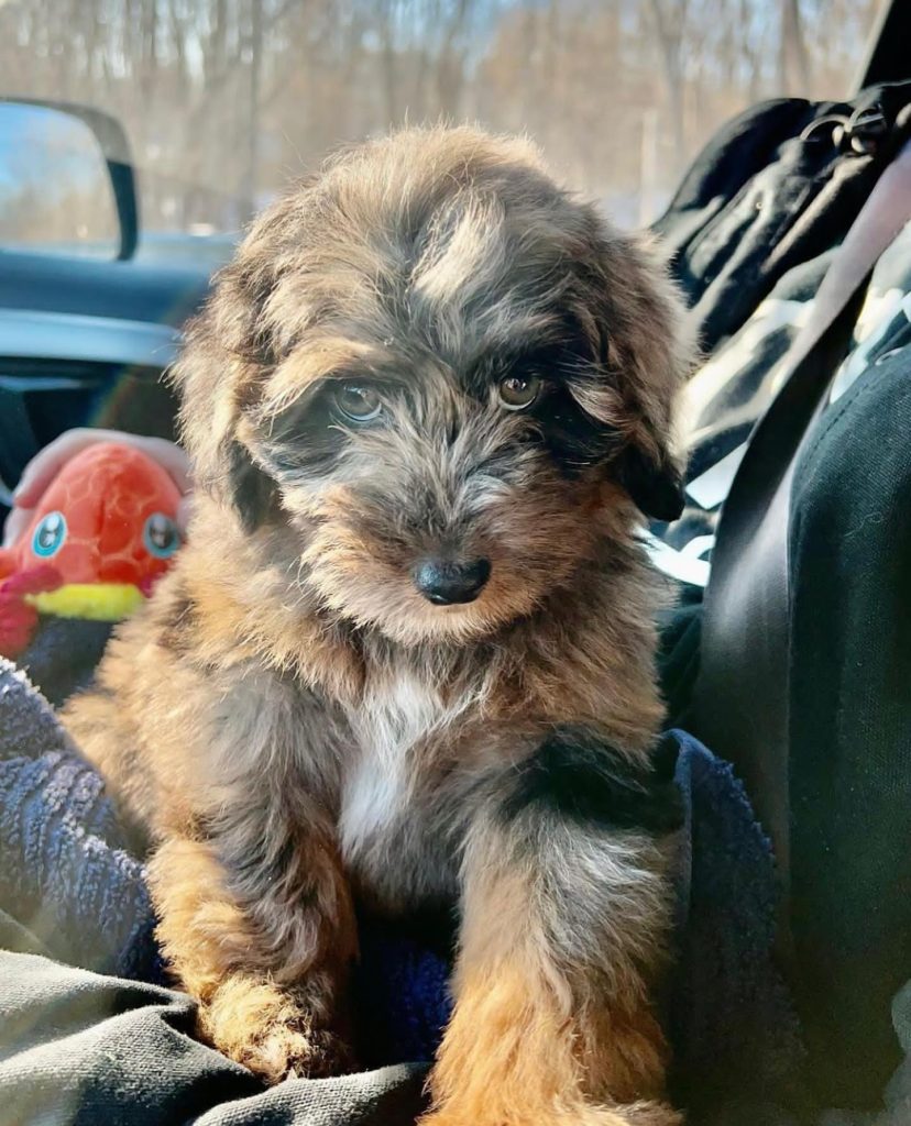 Toy Aussiedoodle Puppies For Sale in Brookhaven