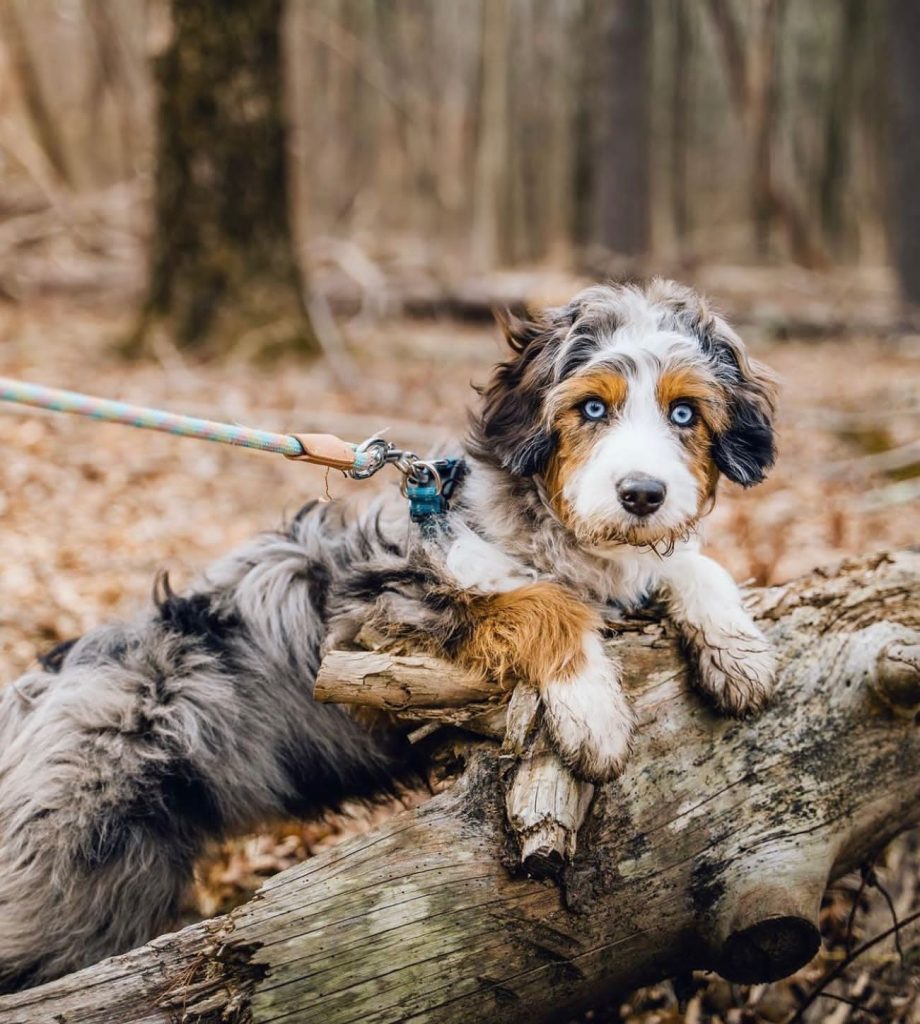 Toy Aussiedoodle Puppies For Sale Cheltenham