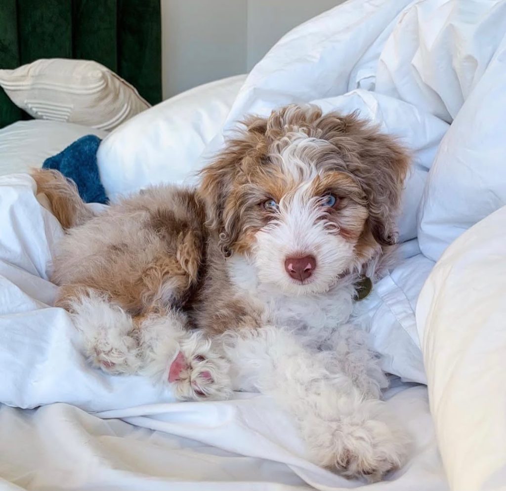 Toy Aussiedoodle Puppies For Sale in Islip