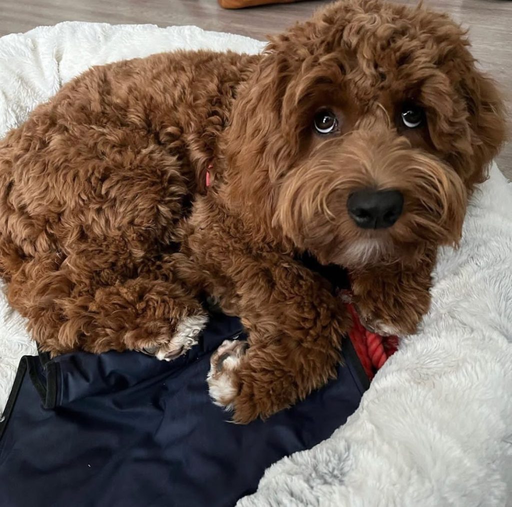 Toy Aussiedoodle Puppies For Sale in Buffalo