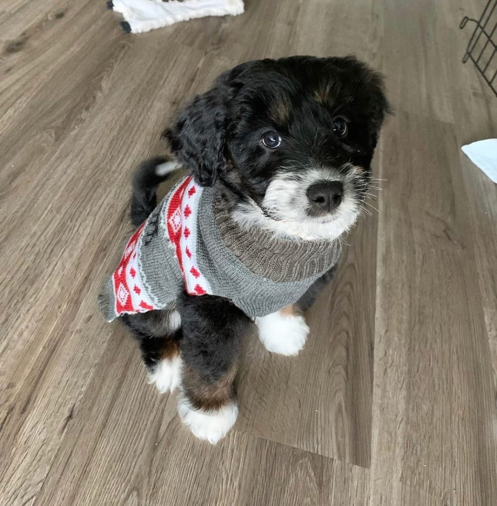 Toy Aussiedoodle Puppies For Sale in Naperville
