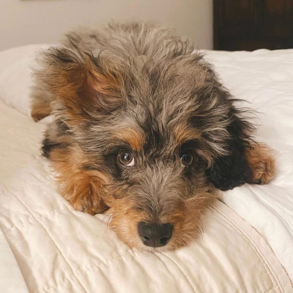 Toy Aussiedoodle Puppies For Sale in Yonkers