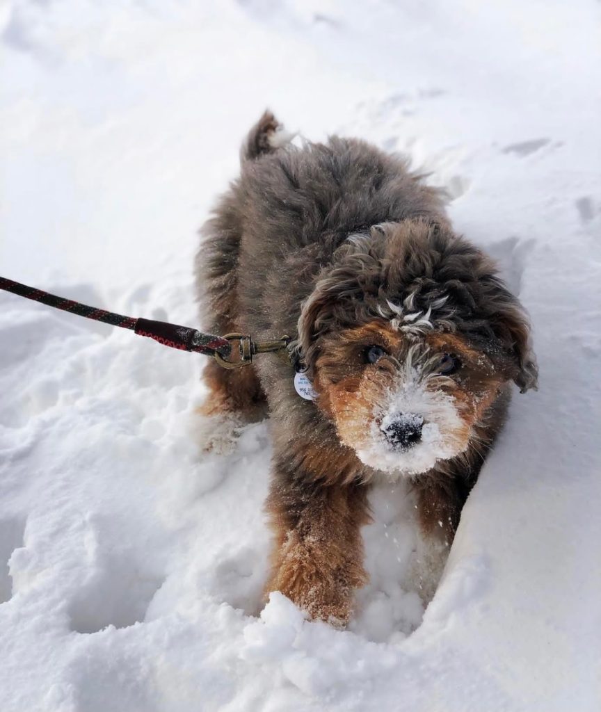 Toy Aussiedoodle Puppies For Sale in Peoria