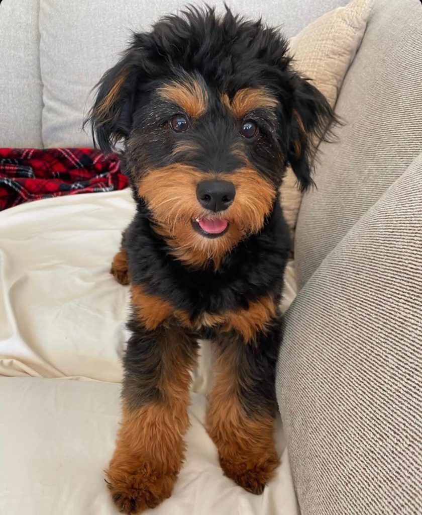 Toy Aussiedoodle Puppies For Sale in Champaign