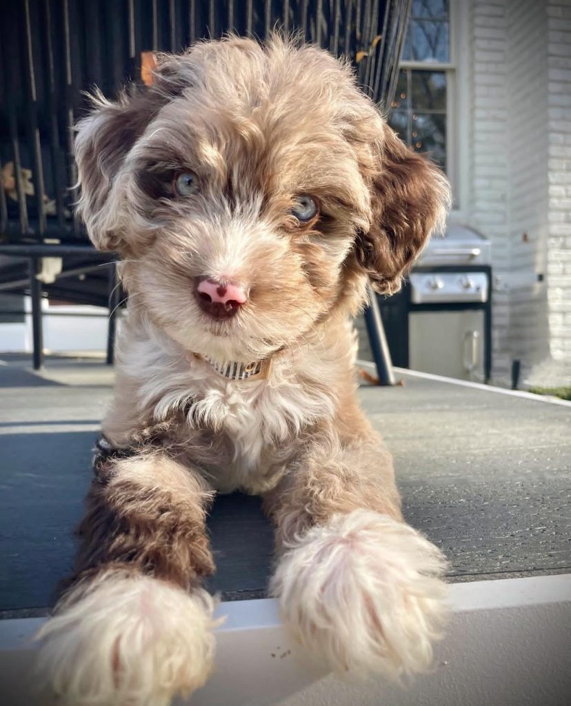Toy Aussiedoodle Puppies For Sale in Waukegan