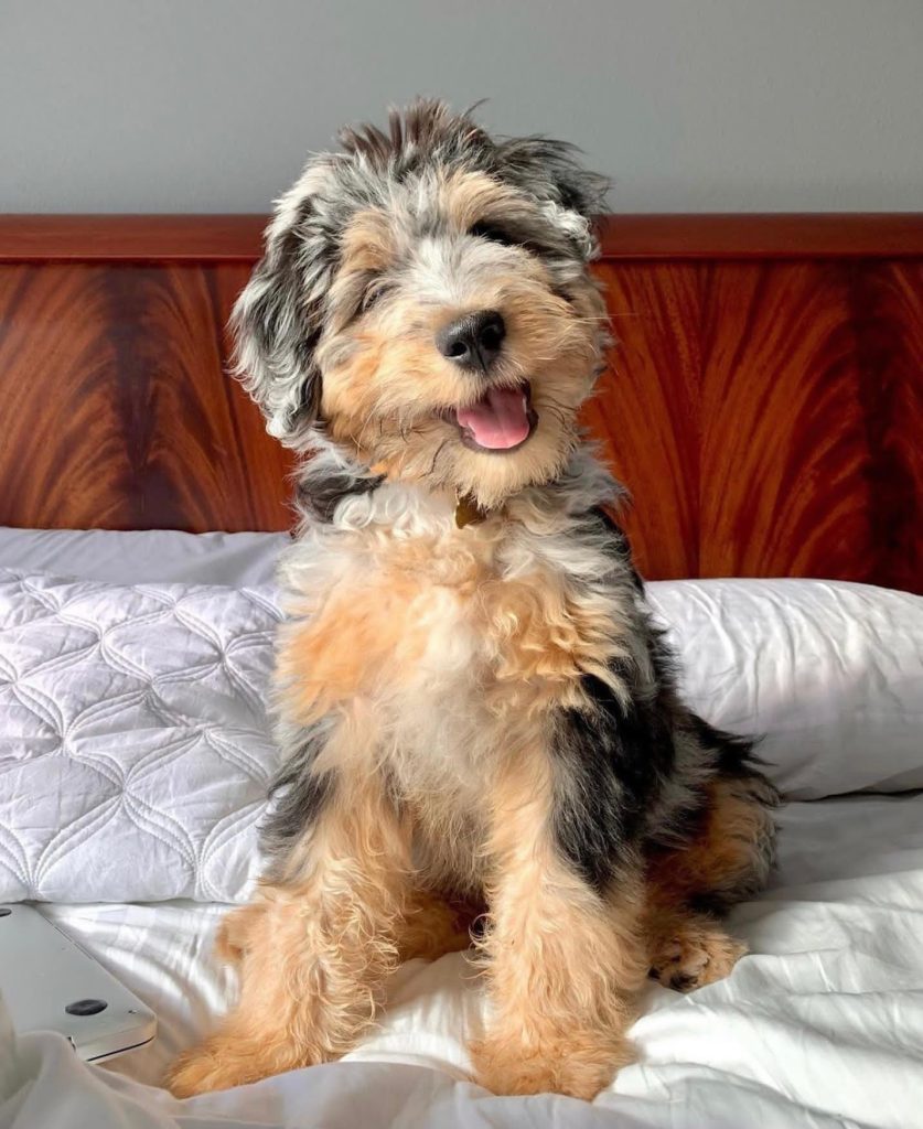 Toy Aussiedoodle Puppies For Sale in Rockford