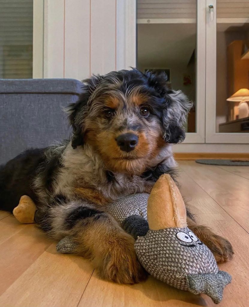 Toy Aussiedoodle Puppies For Sale in Charlotte