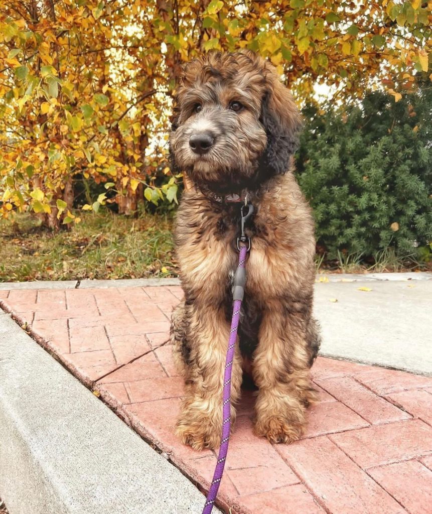 Toy Aussiedoodle Puppies For Sale in Altoona