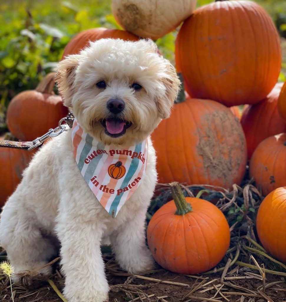 Toy Aussiedoodle Puppies For Sale in Harrisburg